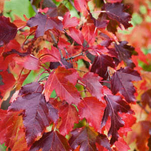 Maple, Amur