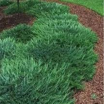 Bar Harbor Spreading Juniper