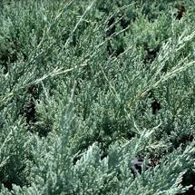 Blue Phitzer Spreading Juniper