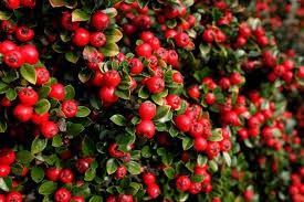 Cotoneasters*