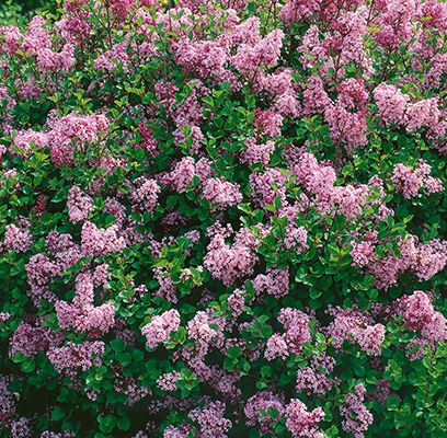 Dwarf Korean Lilac