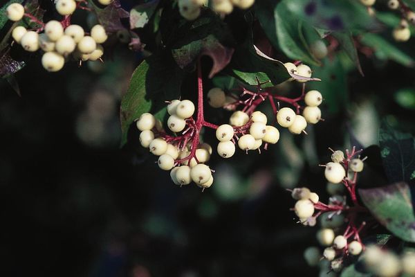 Dogwoods*