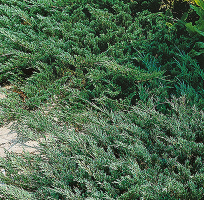 Andorra Compacta Spreading Juniper