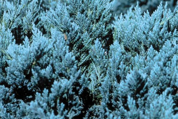 Blue Chip Spreading Juniper