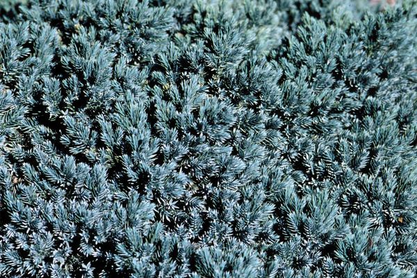 Blue Star Spreading Juniper