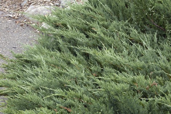 Hughes Spreading Juniper