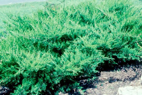 Iowa Juniper
