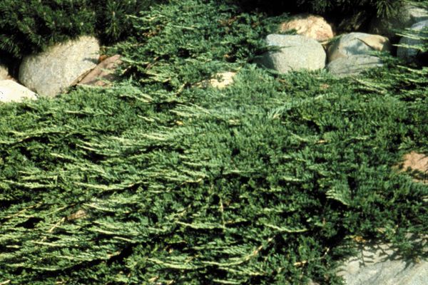 Prince of Wales Juniper