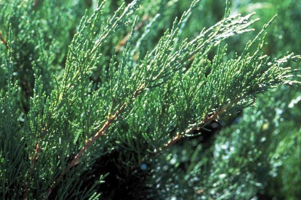 Seagreen Juniper