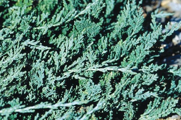 Blue Rug Spreading Juniper