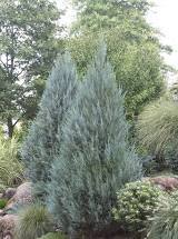 Moonglow Upright Juniper