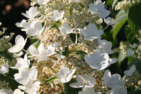 Nursery Shrubs | Wolcyn Tree Farms | Near St. Cloud, MN