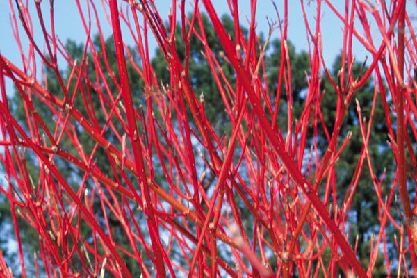 Red Osier