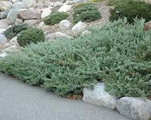 Sea Spray Juniper