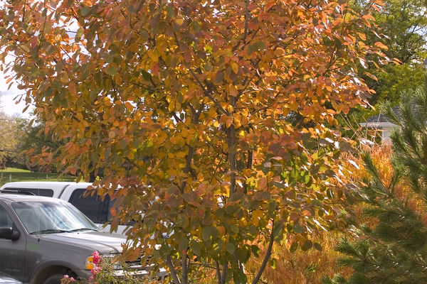 Serviceberry, Autumn Brilliance