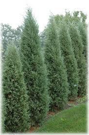 Taylor Upright Juniper
