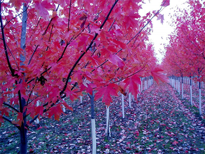 Autumn Blaze Maple
