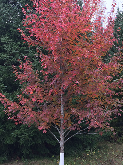 Burgundy Belle Maple