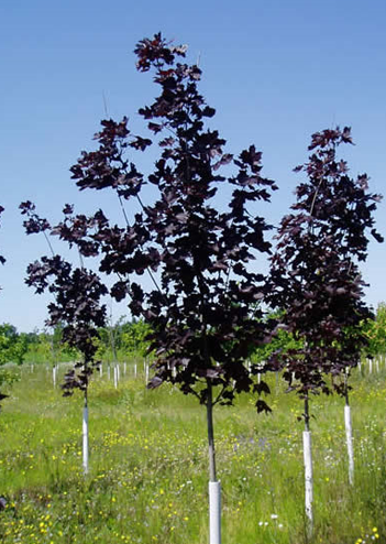 Crimson King Maple