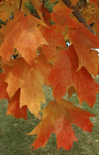 Fall Fiesta Sugar Maple