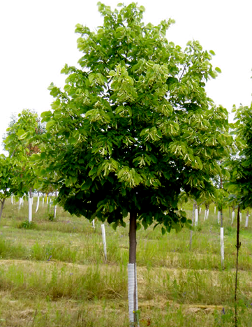 Greenspire Linden