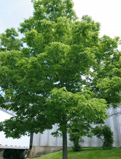 Hackberry Celtis