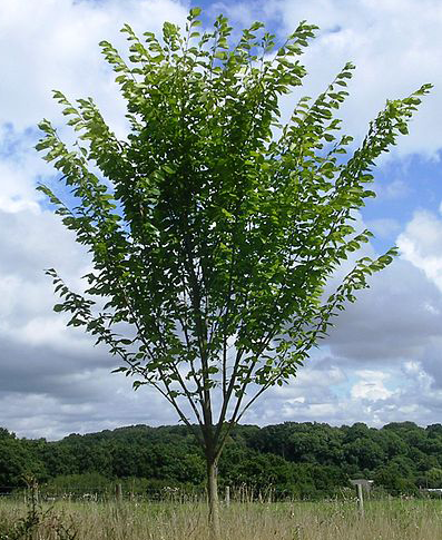 Princeton Elm