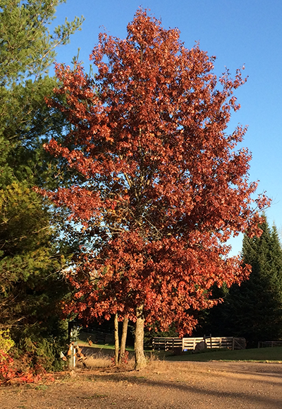 Red Oak