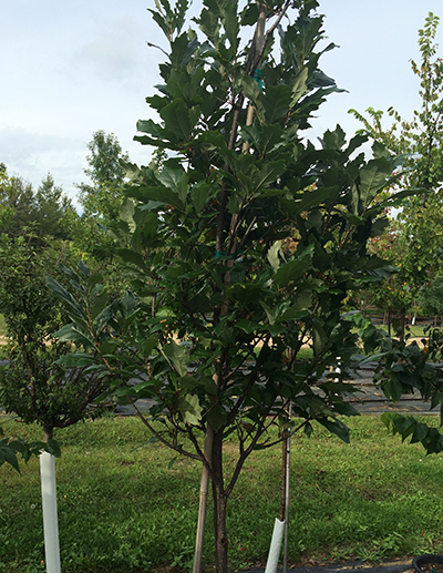 Swamp White Oak