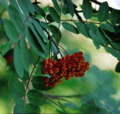 Showy Mountain Ash