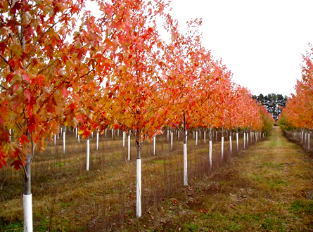 Sienna Glen Maple