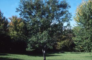 Silver Maple