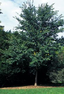 Triumph Elm