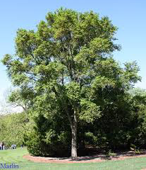 Accolade Elm
