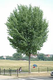 New Harmony Elm