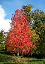 Red (Rubrum) Maple