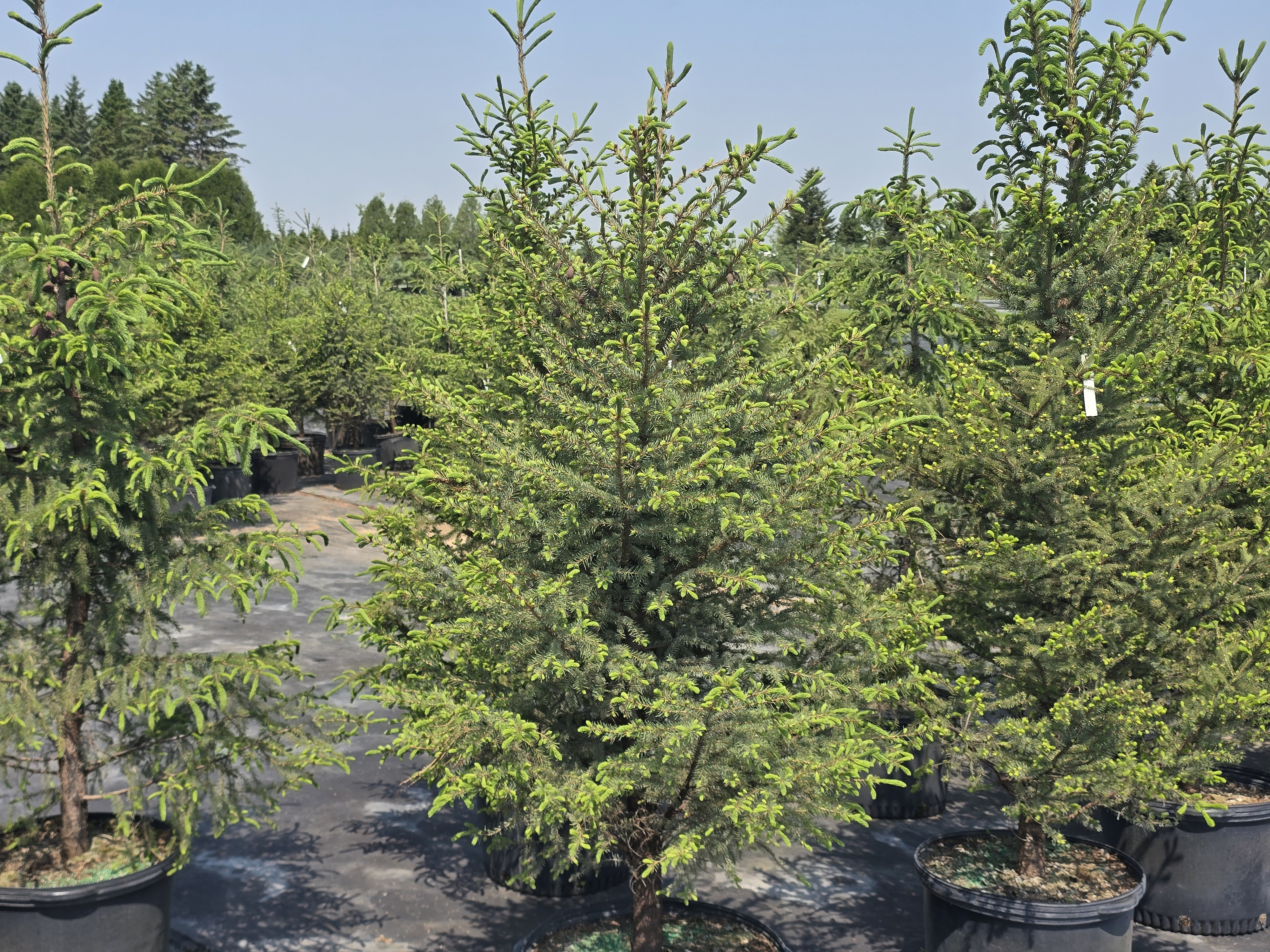 Black Spruce
