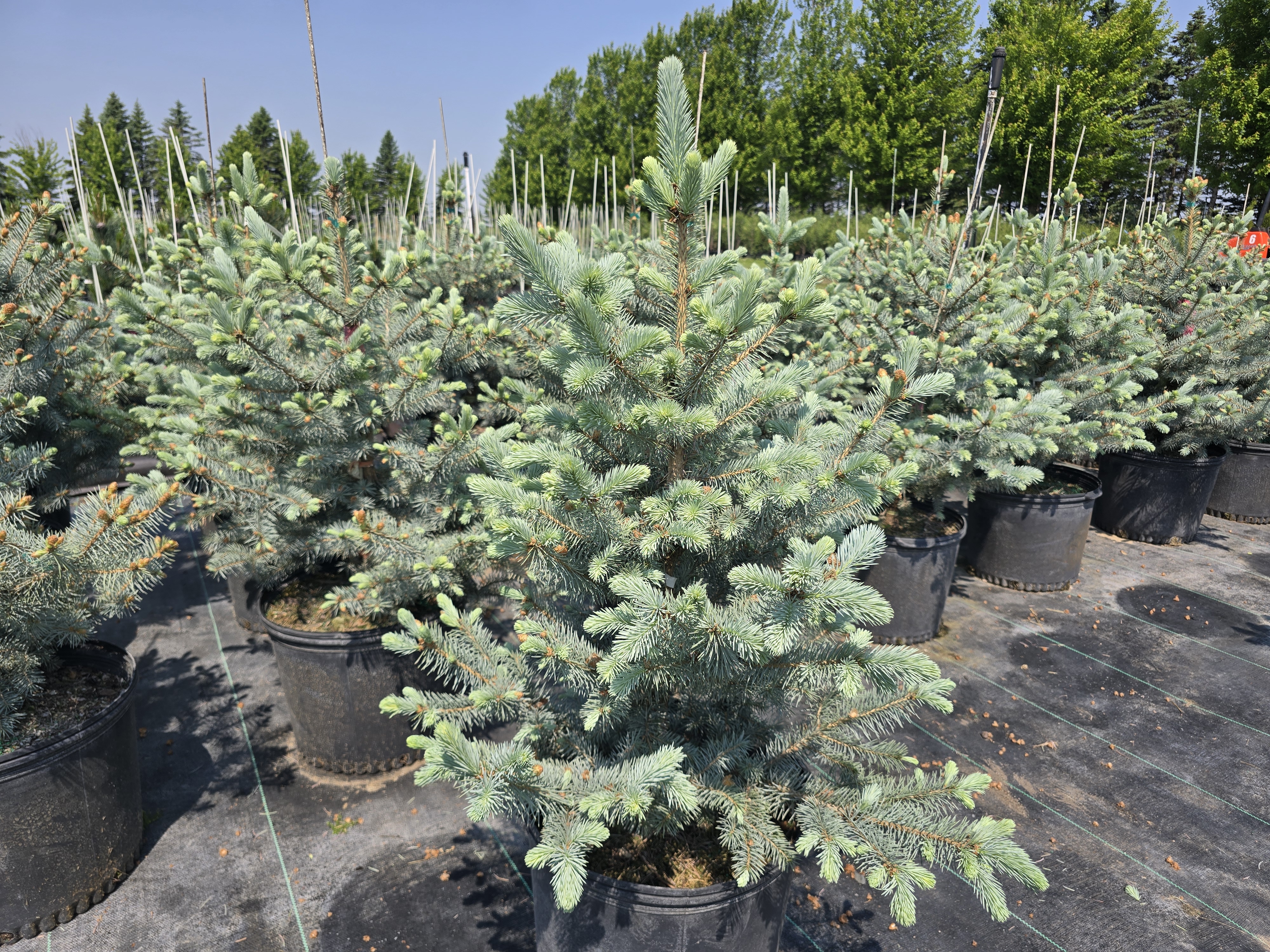 Blue Diamond Spruce