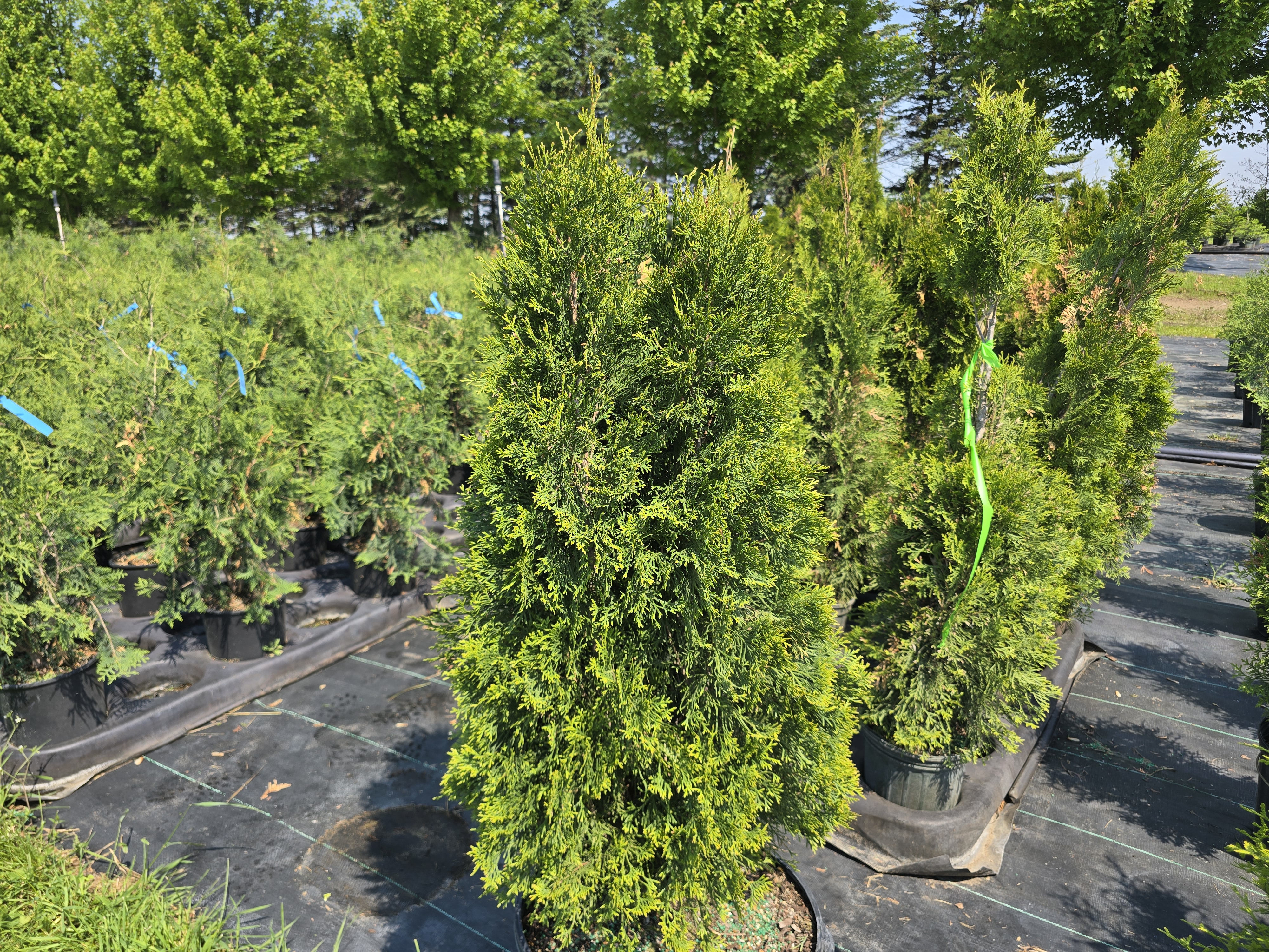 Emerald Green Arborvitae