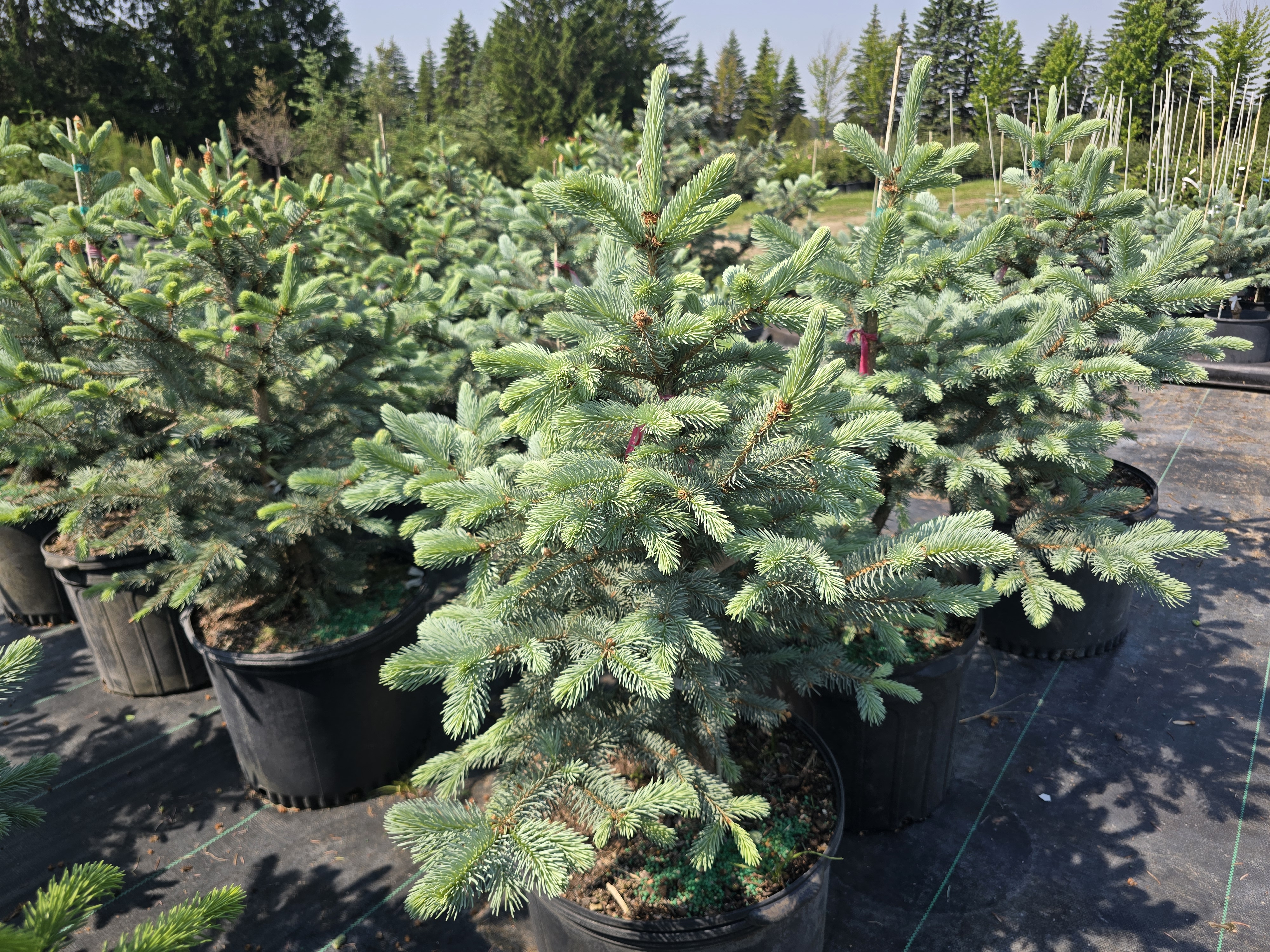 Fat Albert Spruce