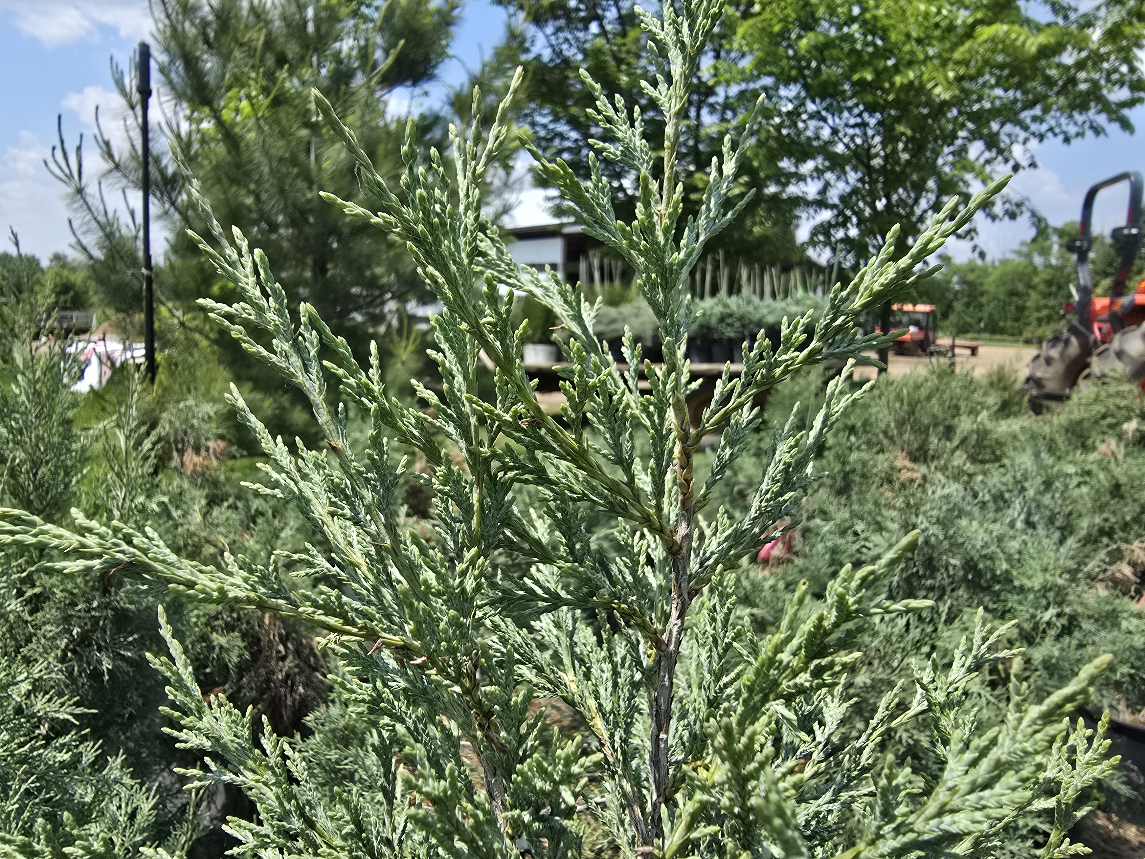 Medora Juniper