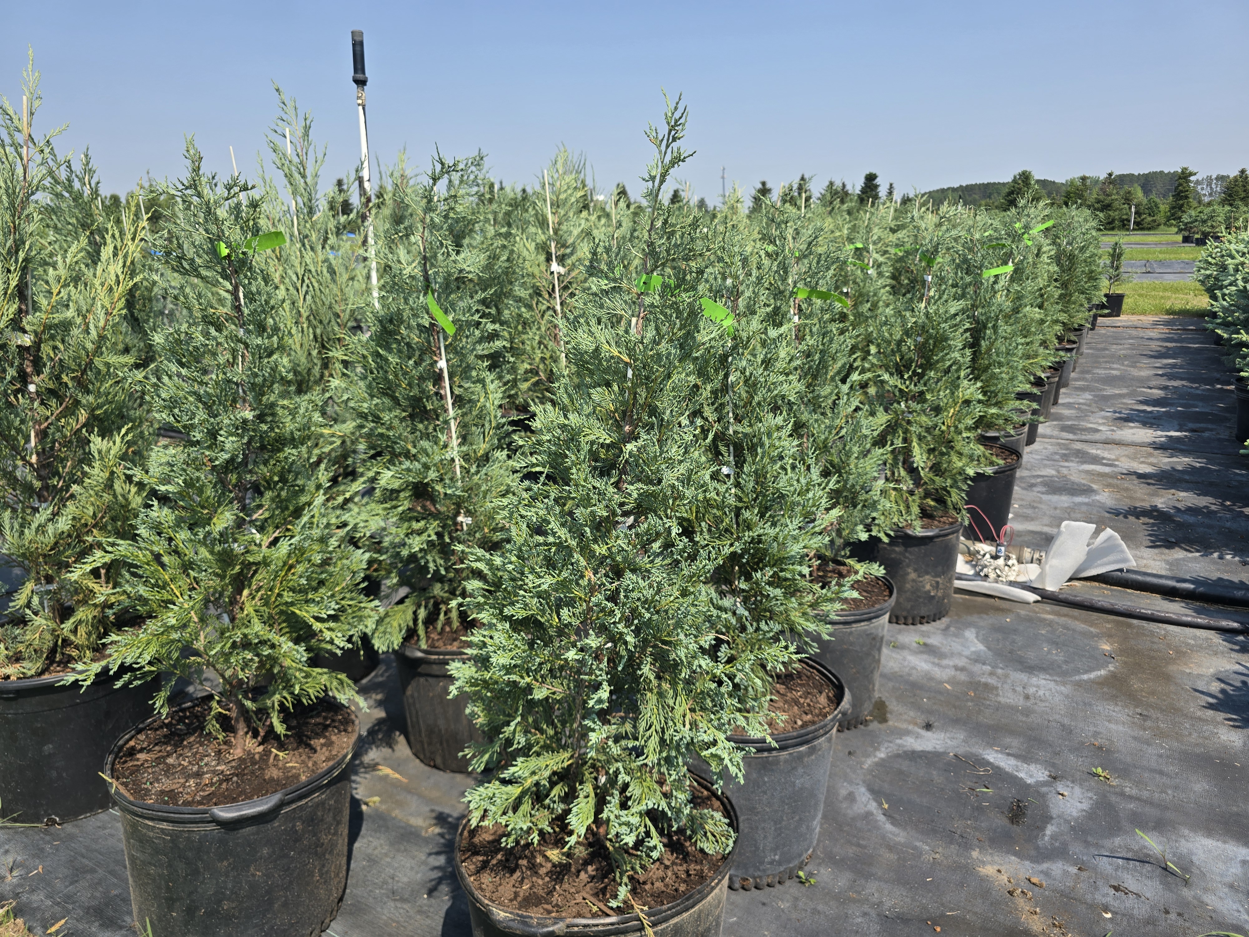Moonglow Upright Juniper