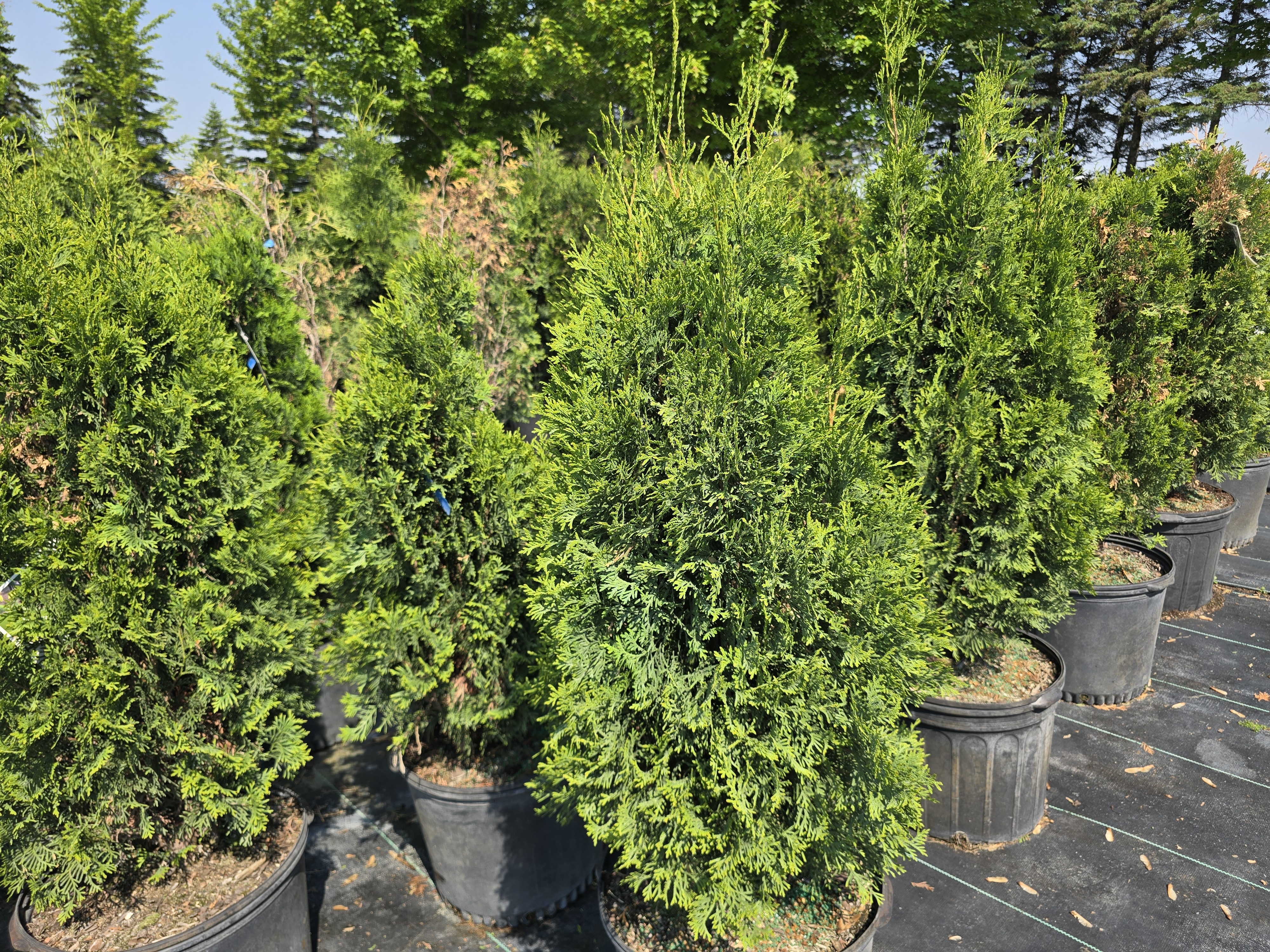 North Pole Arborvitae