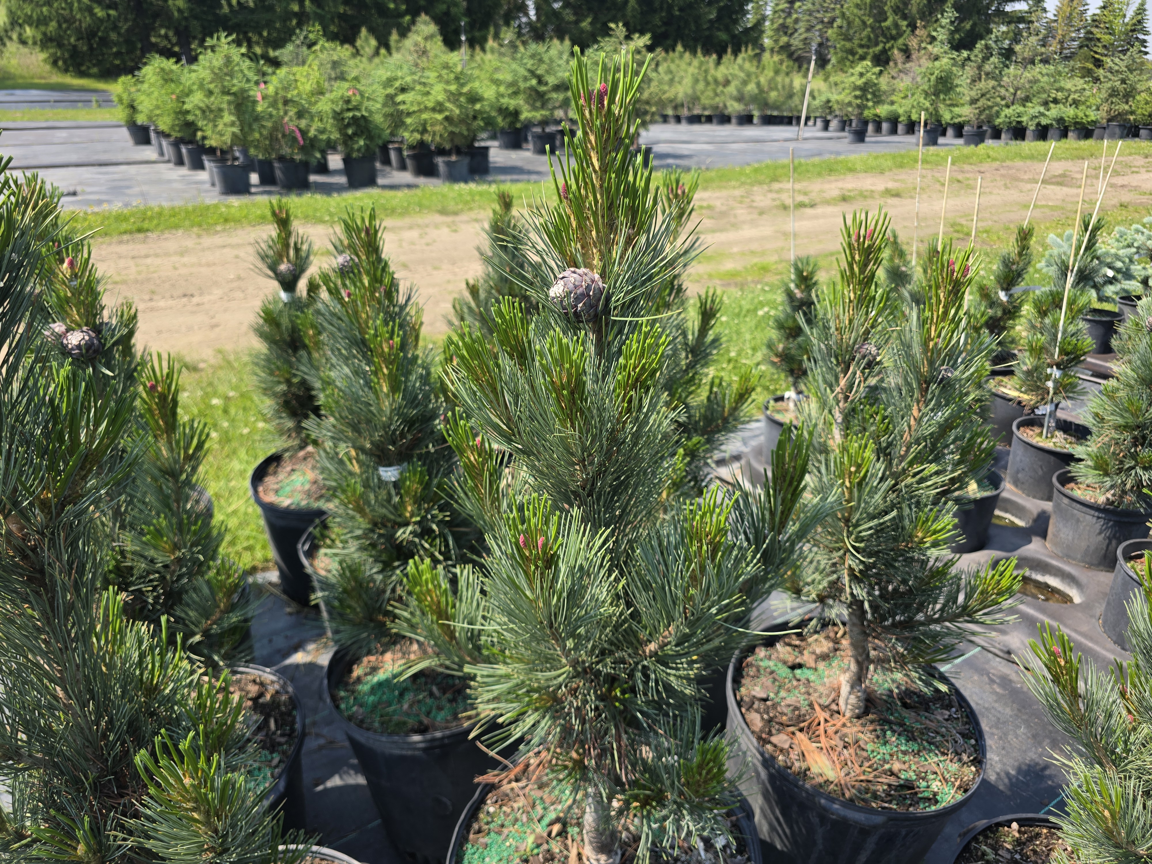 Prairie Statesman Swiss Stone Pine