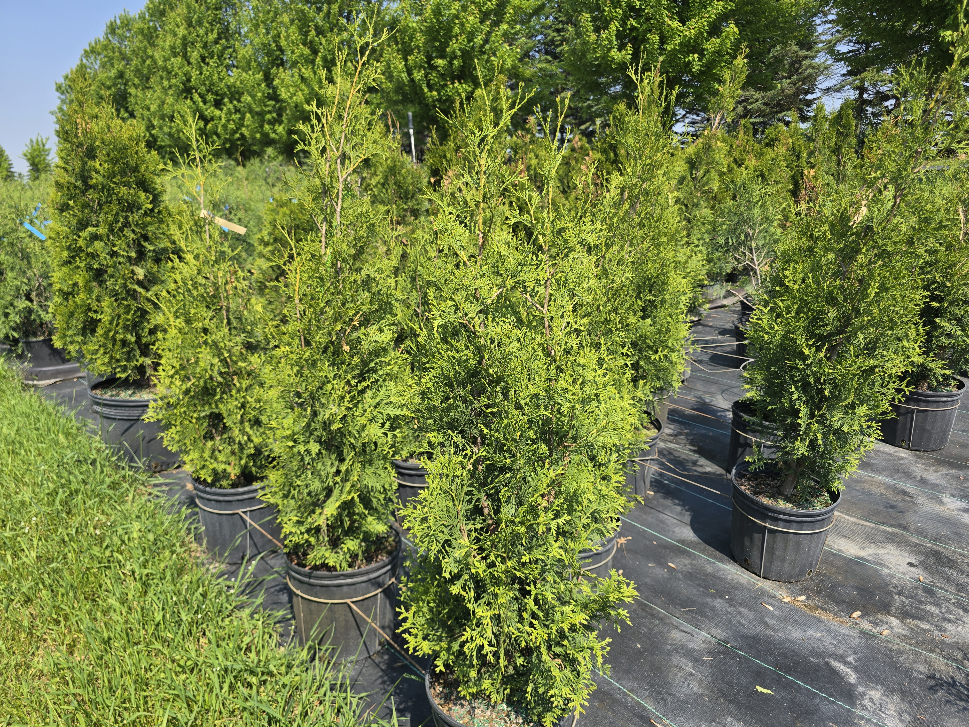 Private Jet Arborvitae