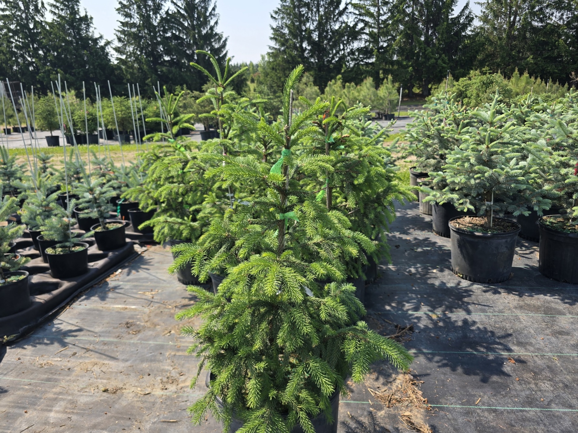 Royal Splendor Norway Spruce