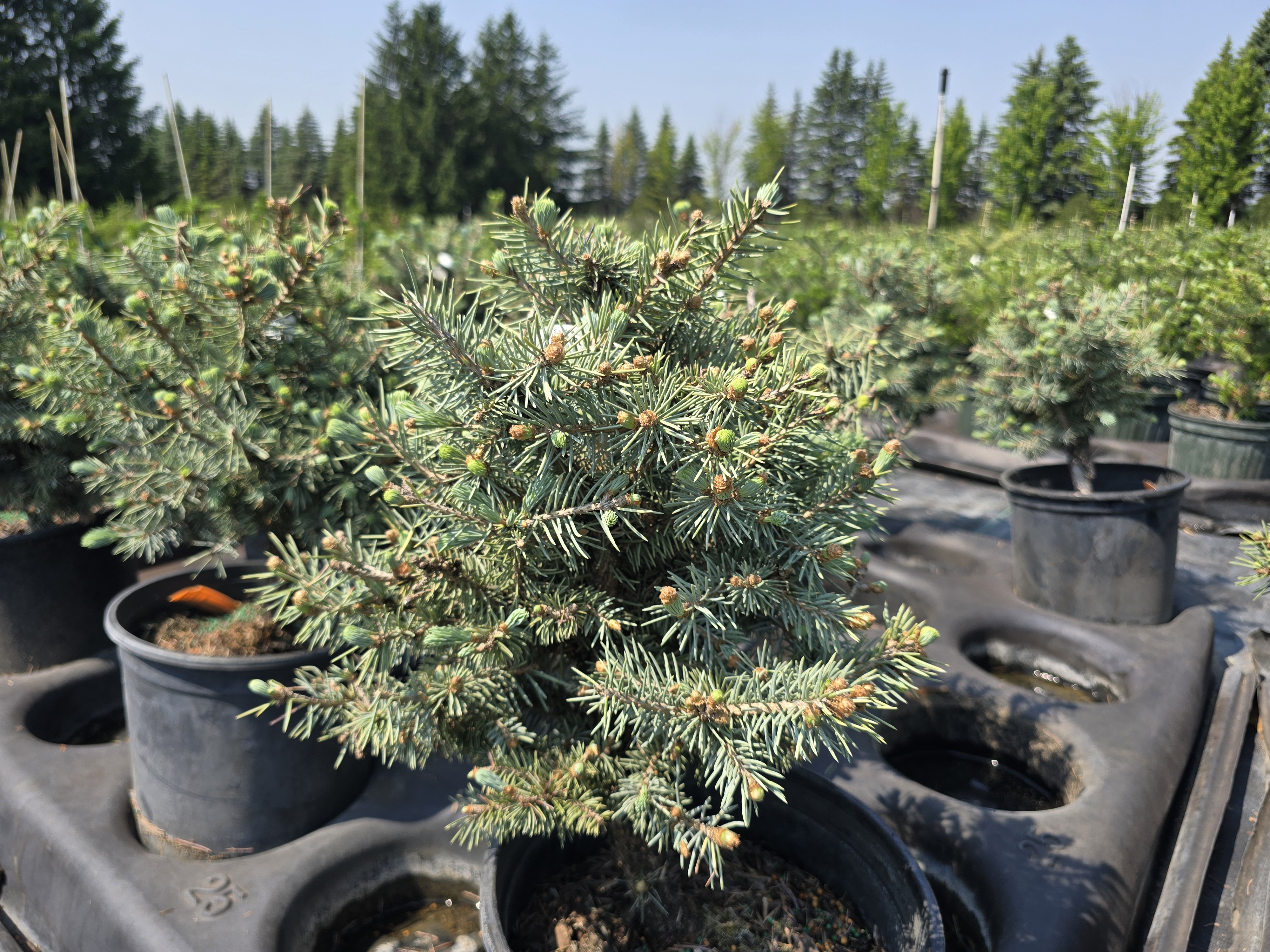 Sester Dwarf Spruce