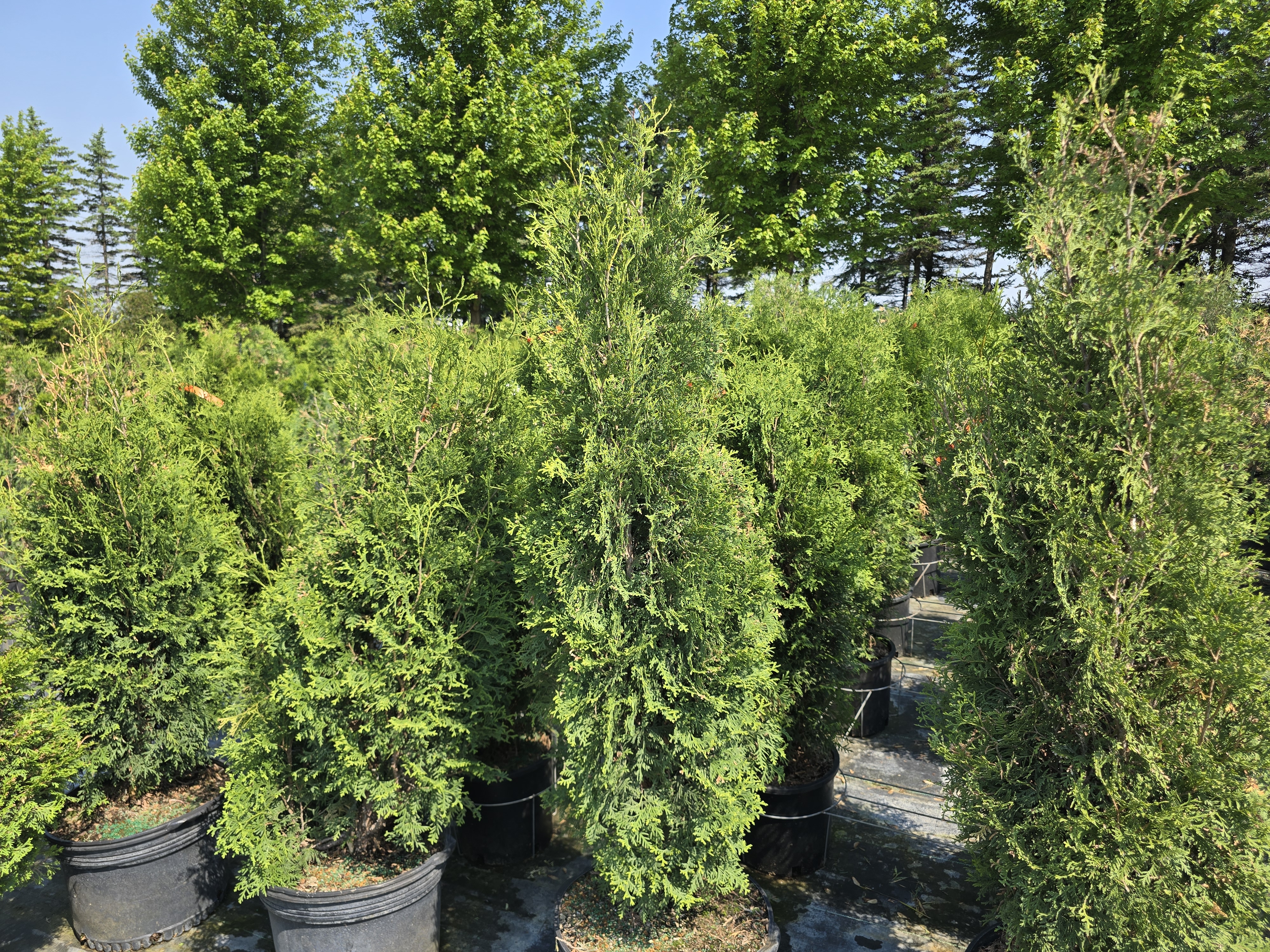 Skybound Arborvitae