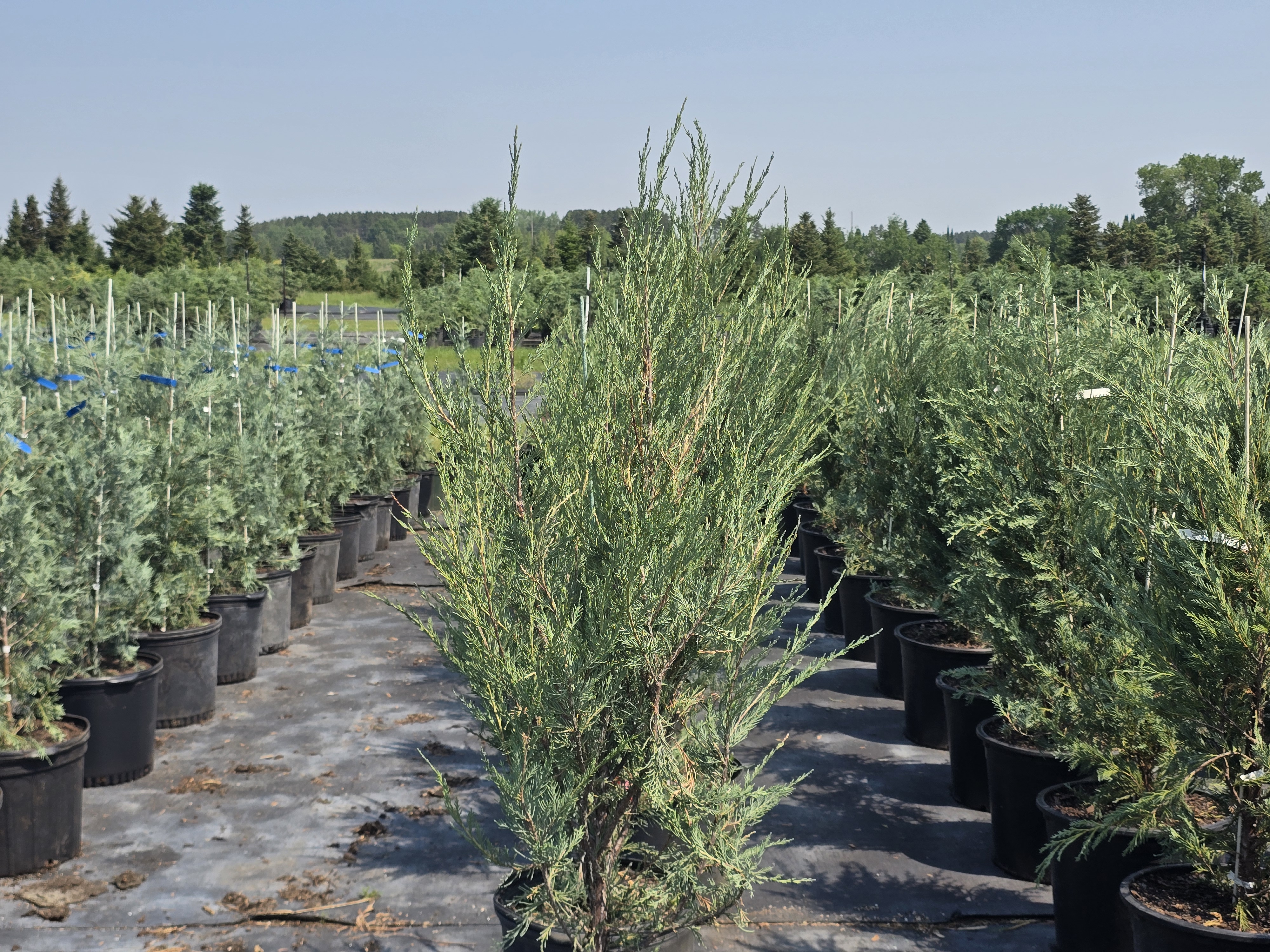 Skyrocket Upright Juniper