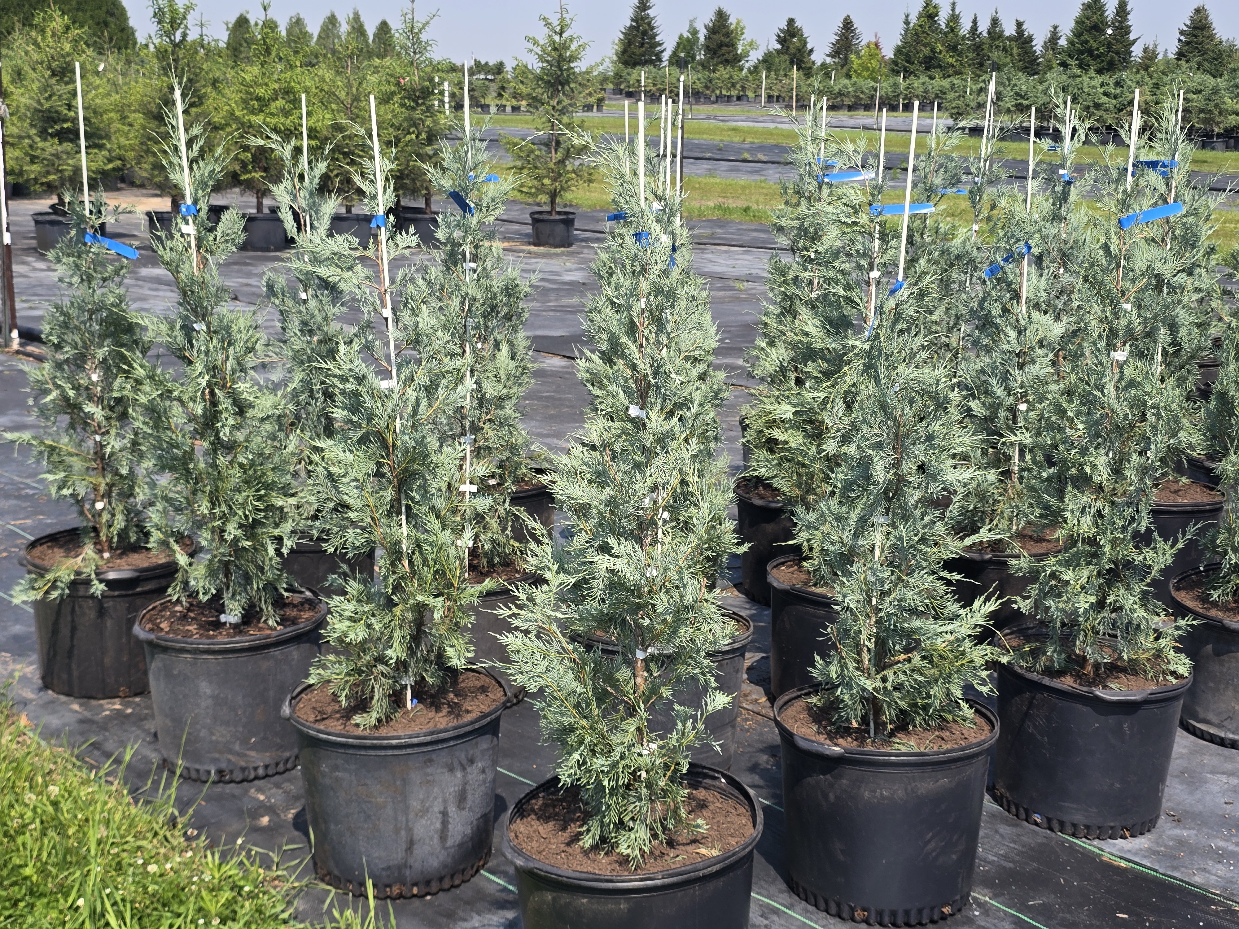 Wichita Blue Upright Juniper